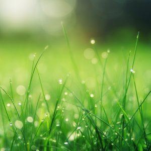 Summer Lawn Care: 8 Tips For A Beautiful Yard All Season Long
