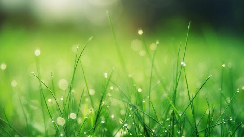Summer Lawn Care: 8 Tips For A Beautiful Yard All Season Long